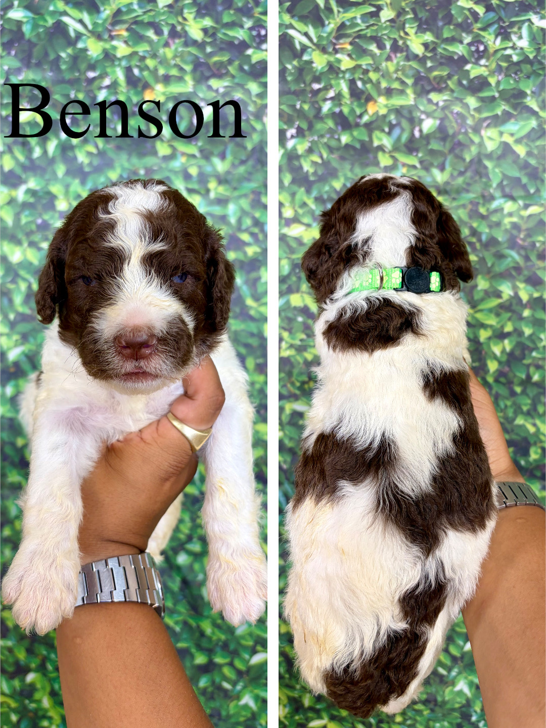 Benson (Lime Green) 1